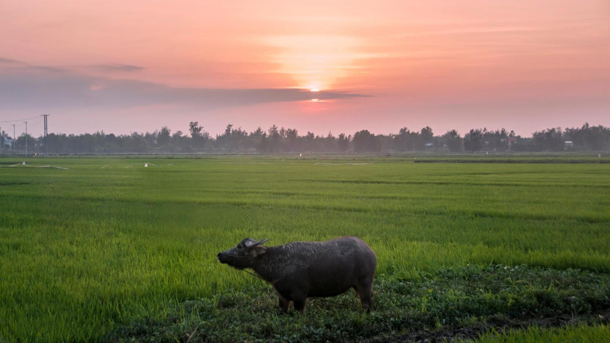 The Linh Hoi Anヴィラ エクステリア 写真